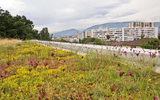 Extensive green roof